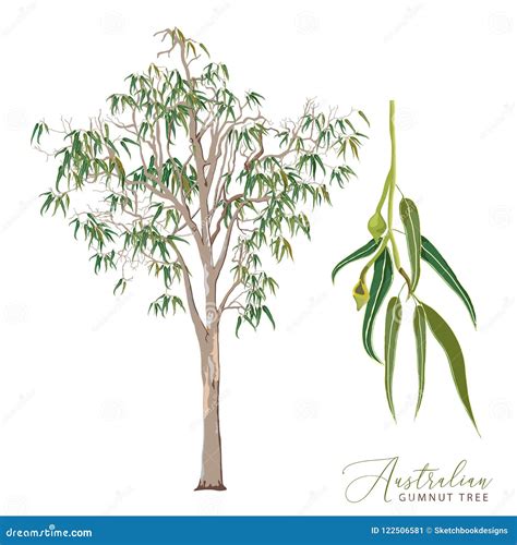 Eucalyptus Tree Branch With Leaves Cartoon Vector