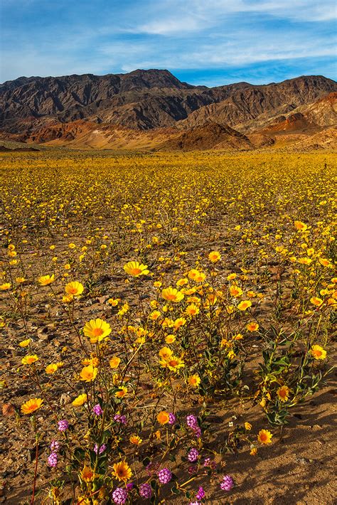 Get service details, leave condolence messages or send flowers in memory of a loved one in fort valley, georgia. Superbloom | Superbloom Wild Flower Super Bloom Death ...