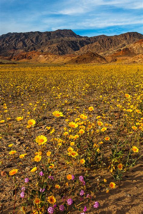 When do flowers bloom in death valley? Superbloom | Superbloom Wild Flower Super Bloom Death ...