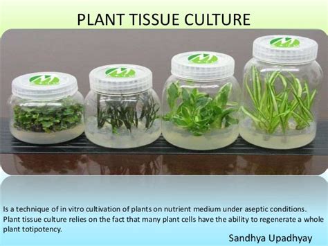 Plant Tissue Culture Introduction
