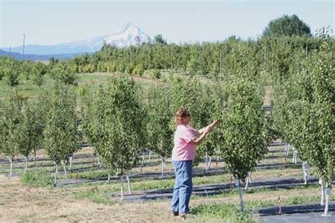 It can be observed obtained data trunk diameter. Competitive pear orchards | Good Fruit Grower