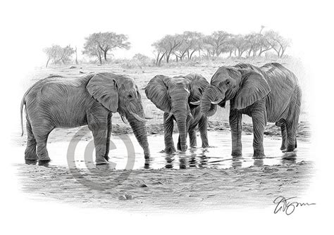 Uk Gallery Page Of Signed Artwork Prints For African Wildlife