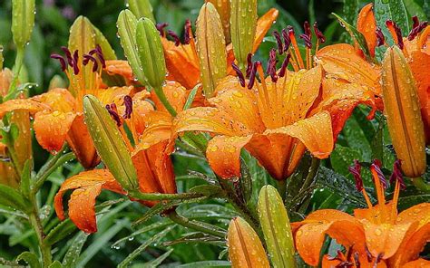 Asiatic Lilies Flowers Lilies Orange Raindrops Hd Wallpaper Peakpx