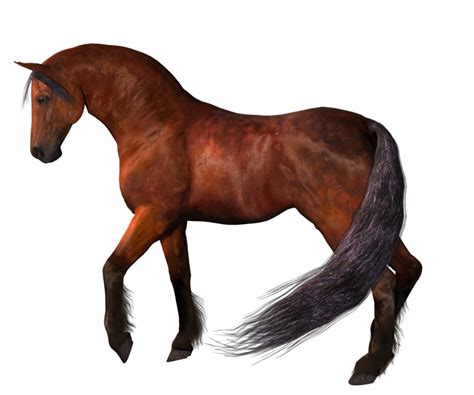 Brown Horse Png Transparent Background Free Download 22569 Freeiconspng