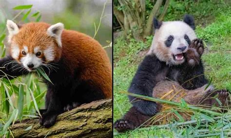 Do Red Pandas And Giant Pandas Get Along 2 Reasons Why