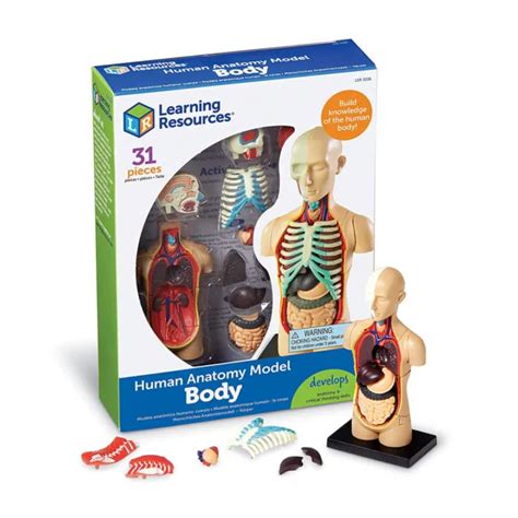 Learning Resources 31 Piece Human Body Educational Anatomy Model Set