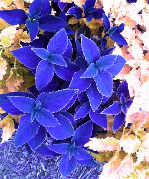 Coleus In The Blue Painting By Bruce Nutting Plants Flower Pot