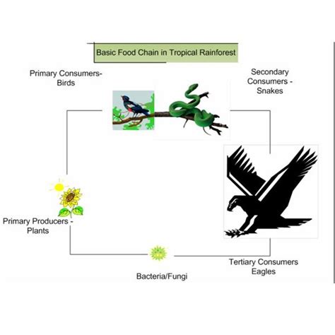 We did not find results for: Tropical Rainforest: Food Chain In The Tropical Rainforest