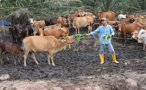 Kadangkala kerani sekolah mempunyai standard melebihi pengarah jabatan pelajaran. Berhenti Sekolah Darjah 6, Gaji Pertama Beli Lembu, Kini ...