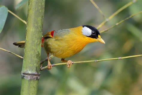 Pin Di Elena V Su Birds Splendidi Uccelli Uccelli