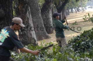 Pemotongan Dahan Pohon Di Jakarta Datatempo