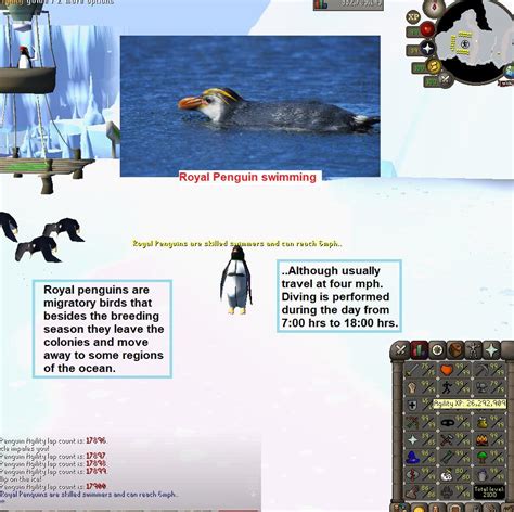 100 Laps With Penguin Facts Daily Until Agility Pet Day 164 R2007scape