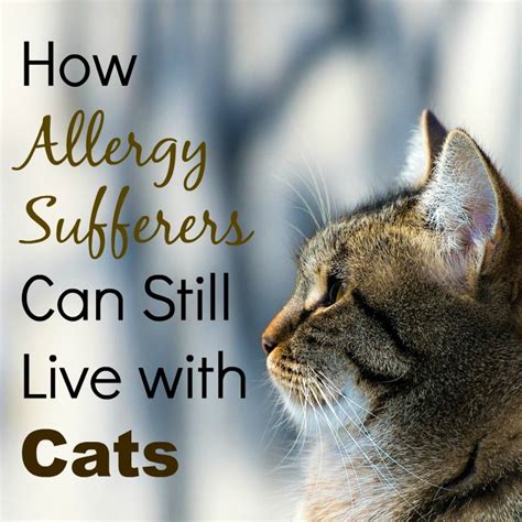 What flowers are cats allergic to. How Allergy Sufferers Can Still Live With Cats | PetHelpful