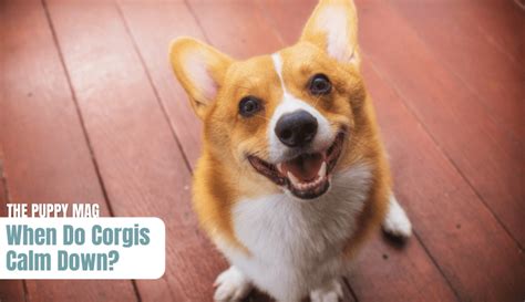 When Do Corgis Calm Down 1 Mistake And 6 Tips To Know The Puppy Mag