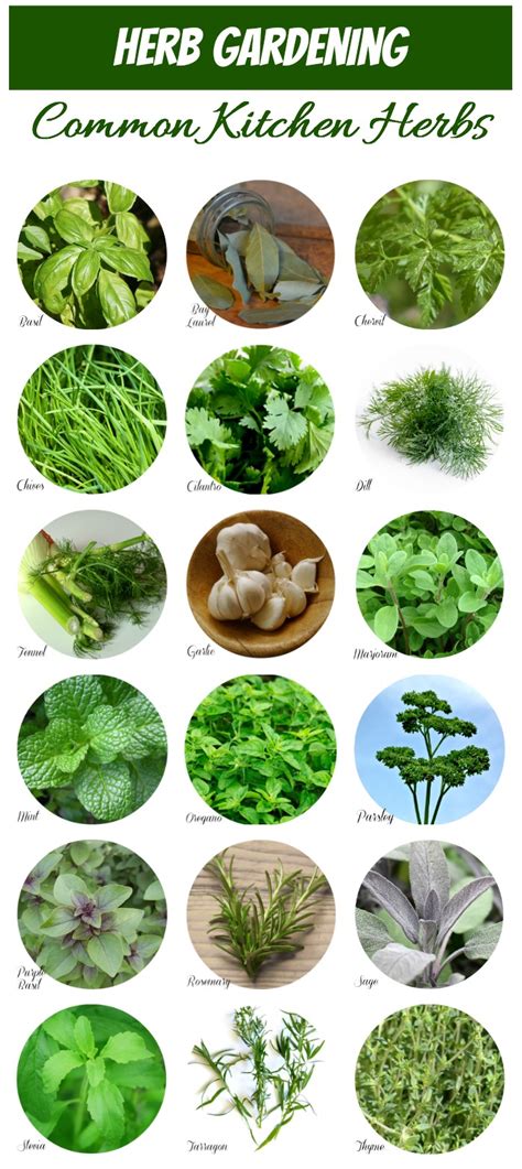 Vegetable Leaf Identification Pictures