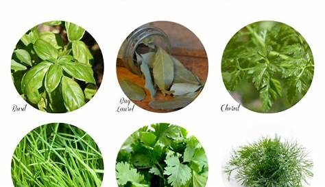 Herb Identification - Identifying Fresh Herbs - The Gardening Cook