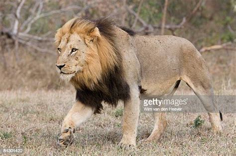 60点のライオン 全身の画像／写真／イメージ Getty Images