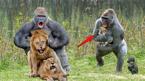 Epic Battles Of Gorilla Destroying Brutal Predators Gorilla Vs