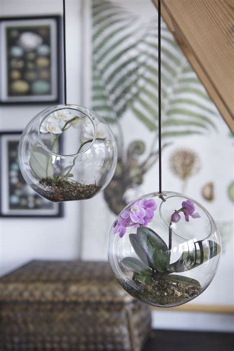 44 Perfect Hanging Orchids Ideas For Decorating House Hoomdesign Hanging Orchid Hanging