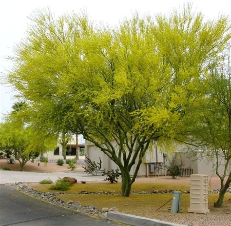 Cercidium 'desert museum' is the perfect small flowering shade tree for low water gardens. Museum Palo Verde Growth Rate - Smartvradar.com