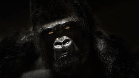 Cool Gorilla Wallpapers Top Free Cool Gorilla Backgrounds