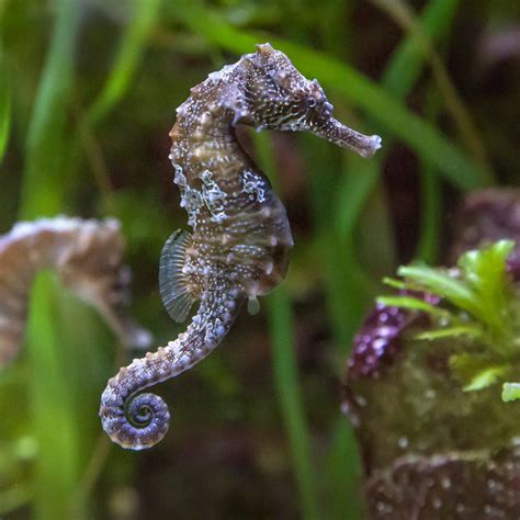 Northern Lined Seahorse