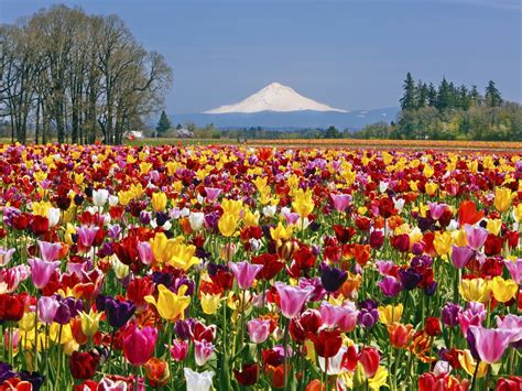 Tulip Festival Oregon 2015 Tulip Field Wooden Shoe Tulip Farm