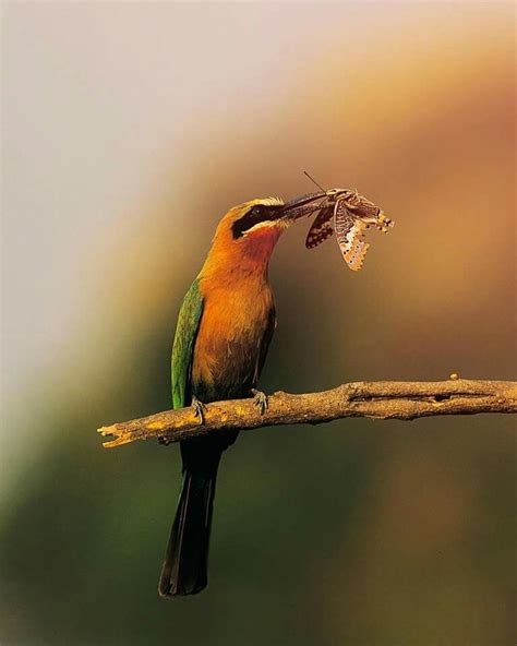 A Colorful Bird Sitting On Top Of A Tree Branch With A Bug In Its Mouth