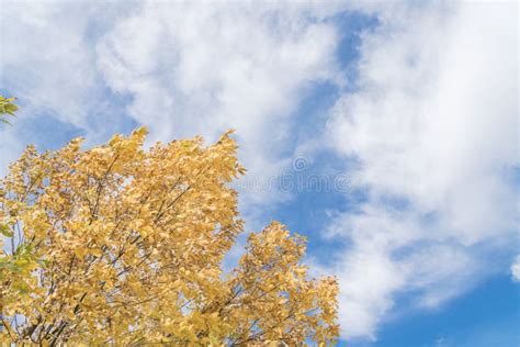 Fall Foliage Background Of Yellow Texas Cedar Elm Leaves Stock Photo