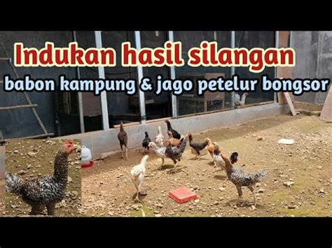 Ayam Kampung Indukan Hasil Silangan YouTube