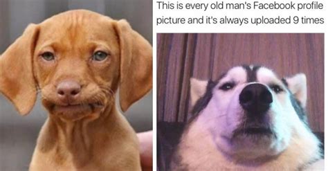 10 Hilarious Doggo Memes Thatll Give You A Five Minute Break From The