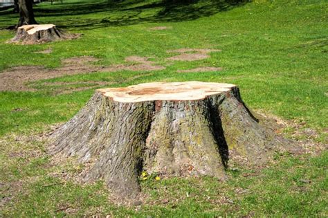 Tree Stump In The Forest — Stock Photo © Nirodesign 29448937