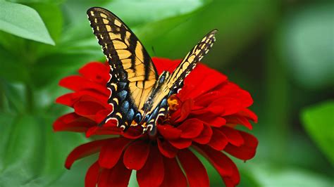 Butterfly On Red Flower 4k Ultra Hd Wallpaper Background Image