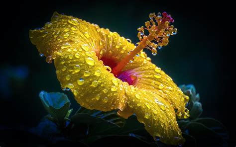 Download Yellow Flower Water Drop Close Up Flower Nature Hibiscus Hd