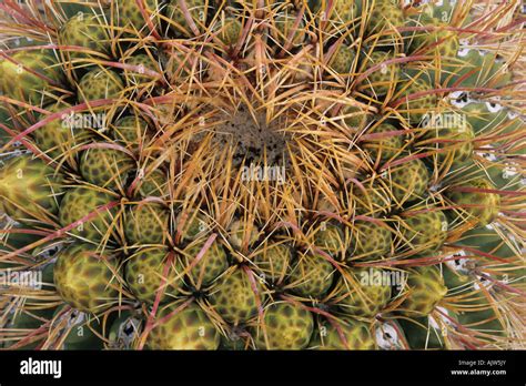 Barrel Cactus In Bloom Stock Photo Alamy