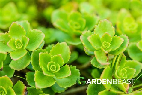 Sedums Guide How To Grow And Care For Stonecrops