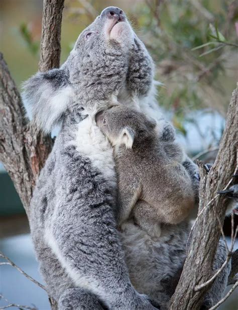 Watch Mum And Baby Koala Bear Share Their First Hug In Heartwarming