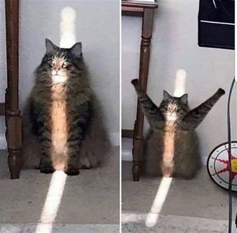 Cursed Images Of Cats Unnerving Images For Your All