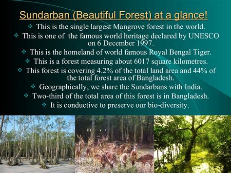 Great Sundarban Of Bangladesh