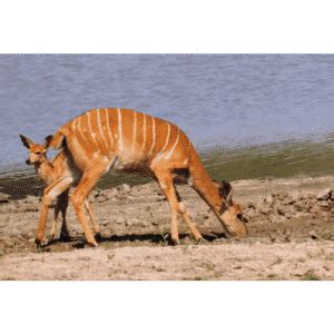 Animals that Start with N: Names of 41 Animals Starting with N • 7ESL