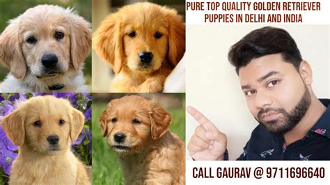 Prices per 2 hour session* per person. Golden Retriever Puppy Price In Indian Rupees