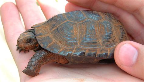 Caparazón de las tortugas