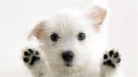 50 Free Hd Dog Wallpapers HD Wallpapers Download Free Map Images Wallpaper [wallpaper684.blogspot.com]