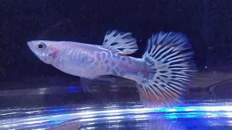 Sometimes the fry responds to light yellow metal snakeskin guppy fish breeding pairs available for sale at kv aqua farm. Guppy Jenis Baru Guppy Snakeskin Yellow Mozaik | Guppy ...