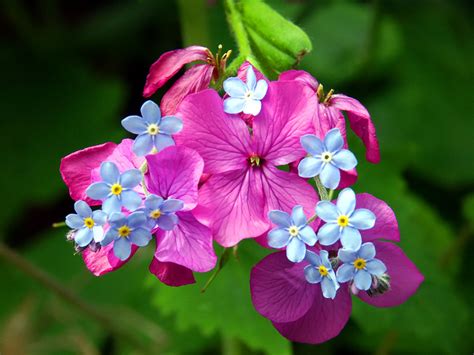 Life Around Us: Spring Flowers