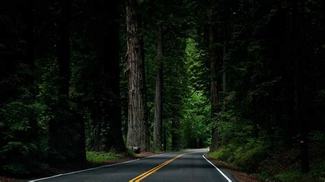 Dark Forest Road