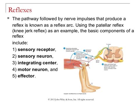 Sensors that detect stretching of the tendon of this area send electrical impulses back to the spinal cord. Chapter 10 central nervous system, spinal nerves, and ...