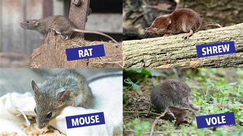 Pest Advice For Controlling Rats