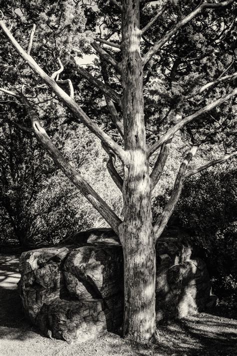 Branching Out Photography By Cybershutterbug