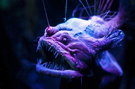 20 Deepwater Creatures That Look Like They Are From A Fantasy Book